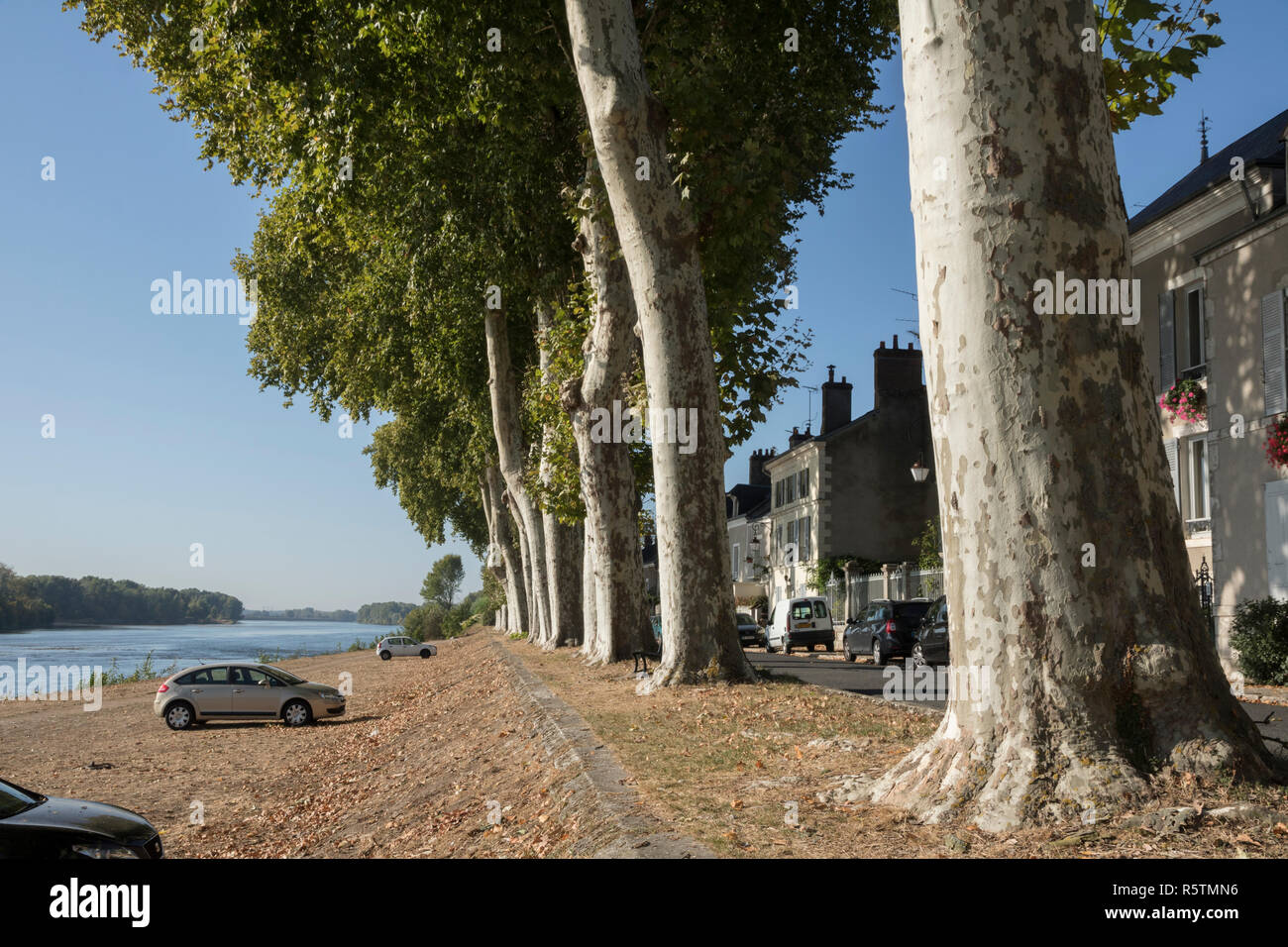 Beaugency, Loire Valley, France, village fleuri, plane trees alongside the Loire River Stock Photo