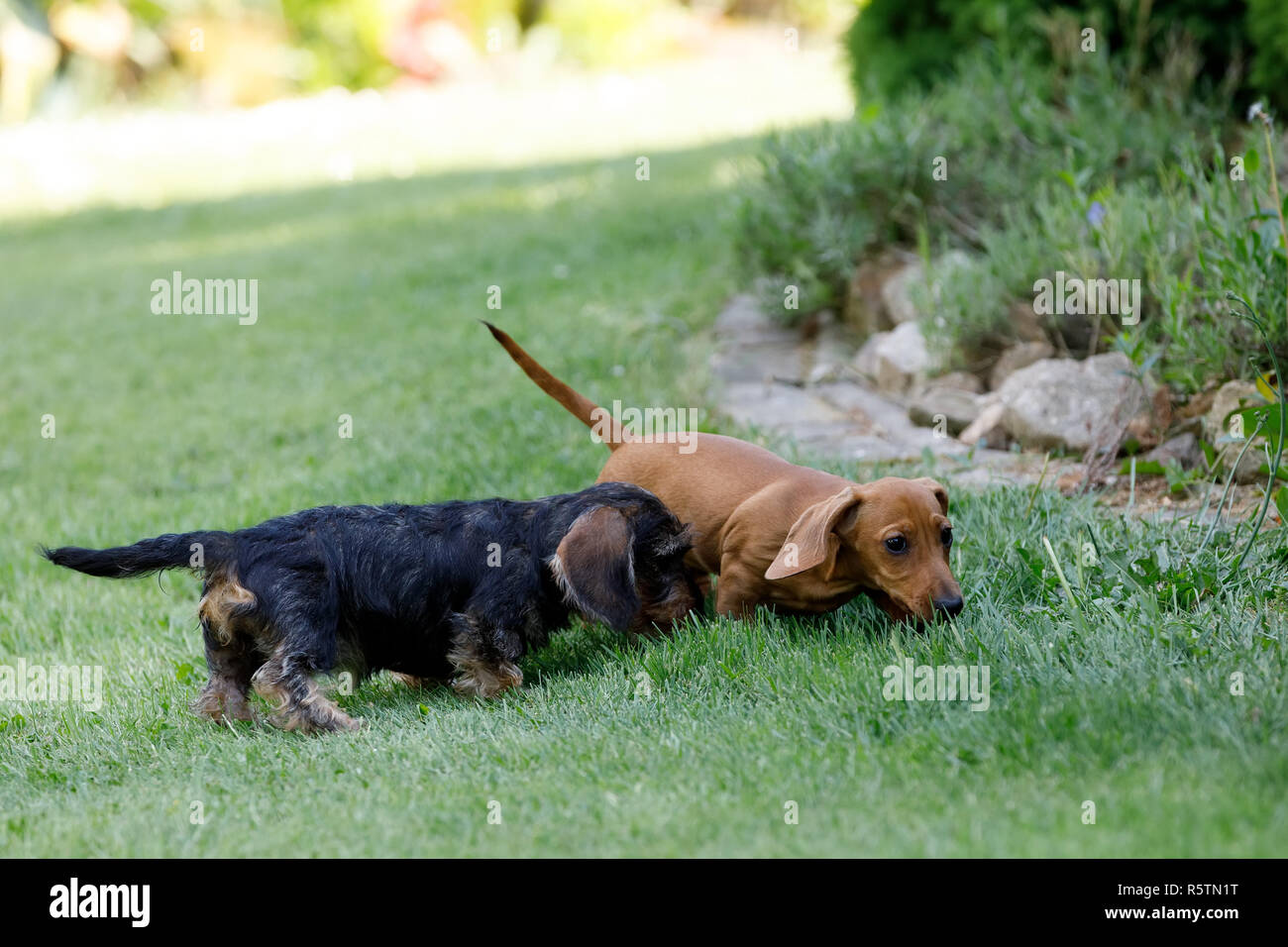 small dogs dachshund plays in garden Stock Photo