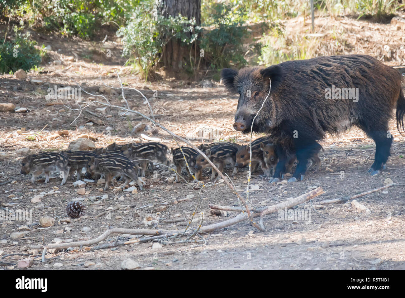 Many young wild boar around her mother in Cazorla, Jaen, Spain Stock Photo