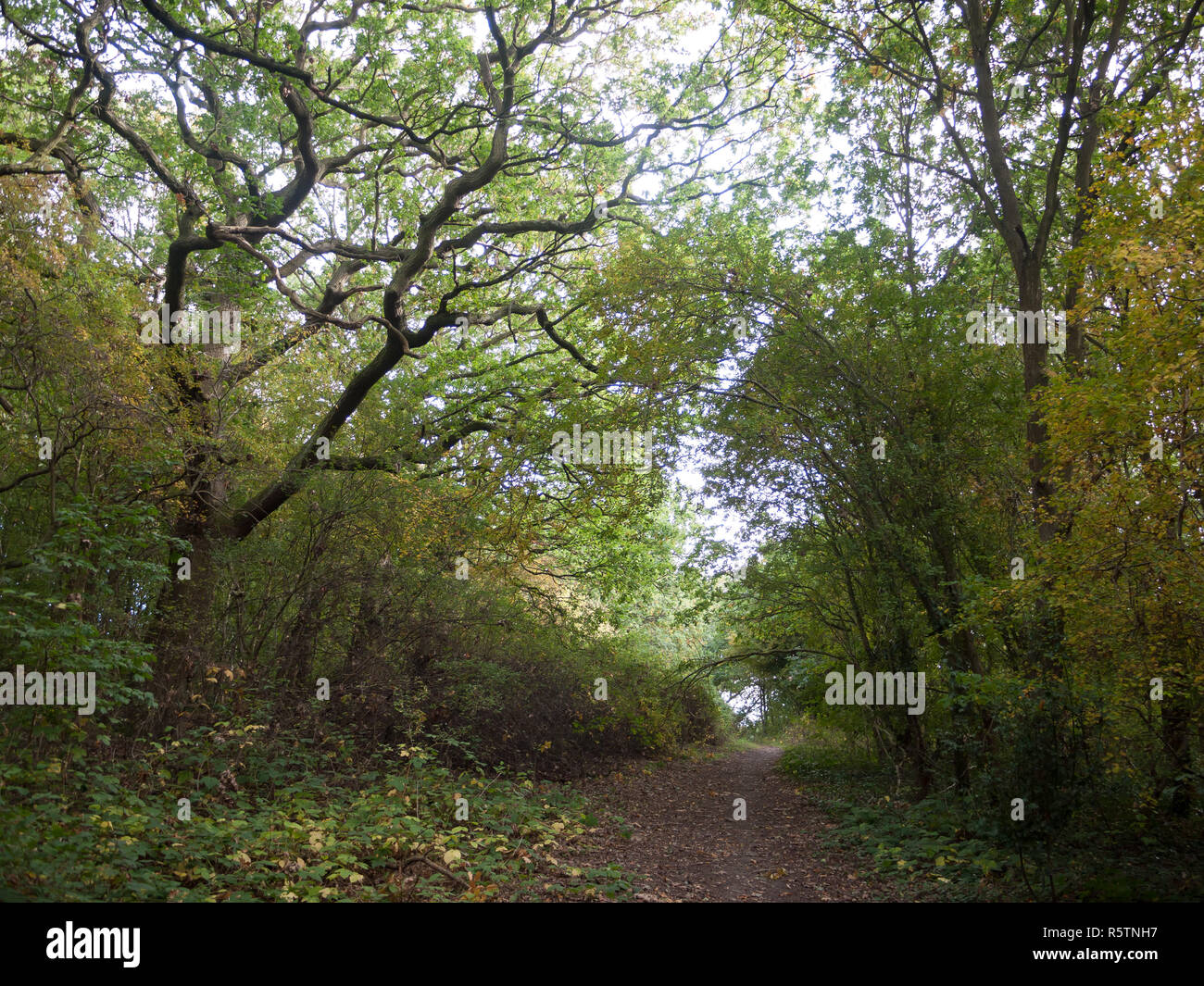 Tree Path Scenes forest tree path scene in autumn light leaves Stock Photo - Alamy