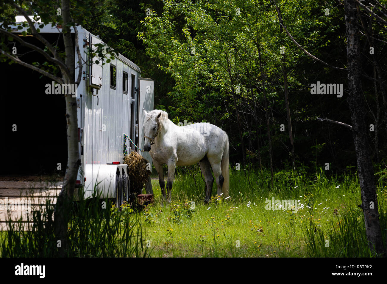A white horse attched to a truck eating grass. Stock Photo