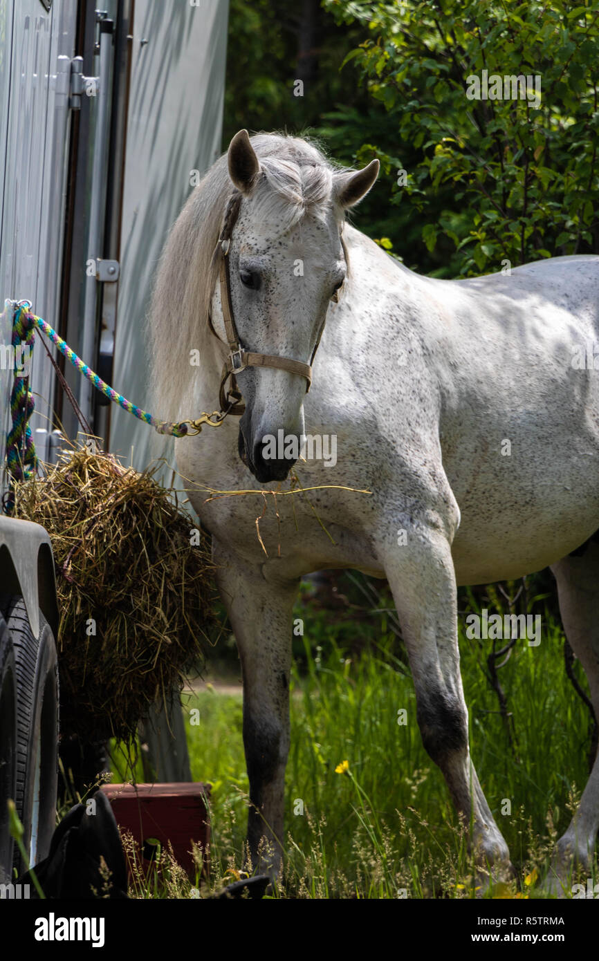 A white horse attched to a truck eating grass. Stock Photo