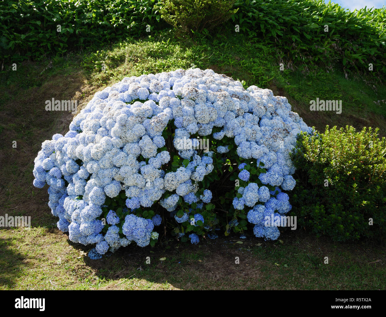 Image of beautiful blooming hydrangea in the nature of Azores Portufal