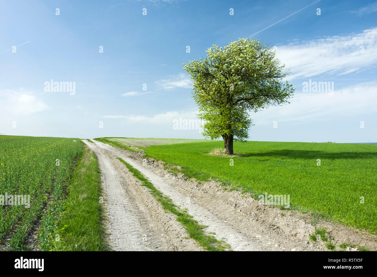 Large flourishing deciduous tree by the road in a green field, horizon and clouds on blue sky Stock Photo