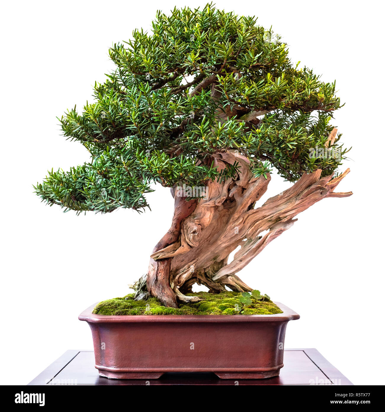 Conifer Yew As A Bonsai Tree With Deadwood Stock Photo Alamy