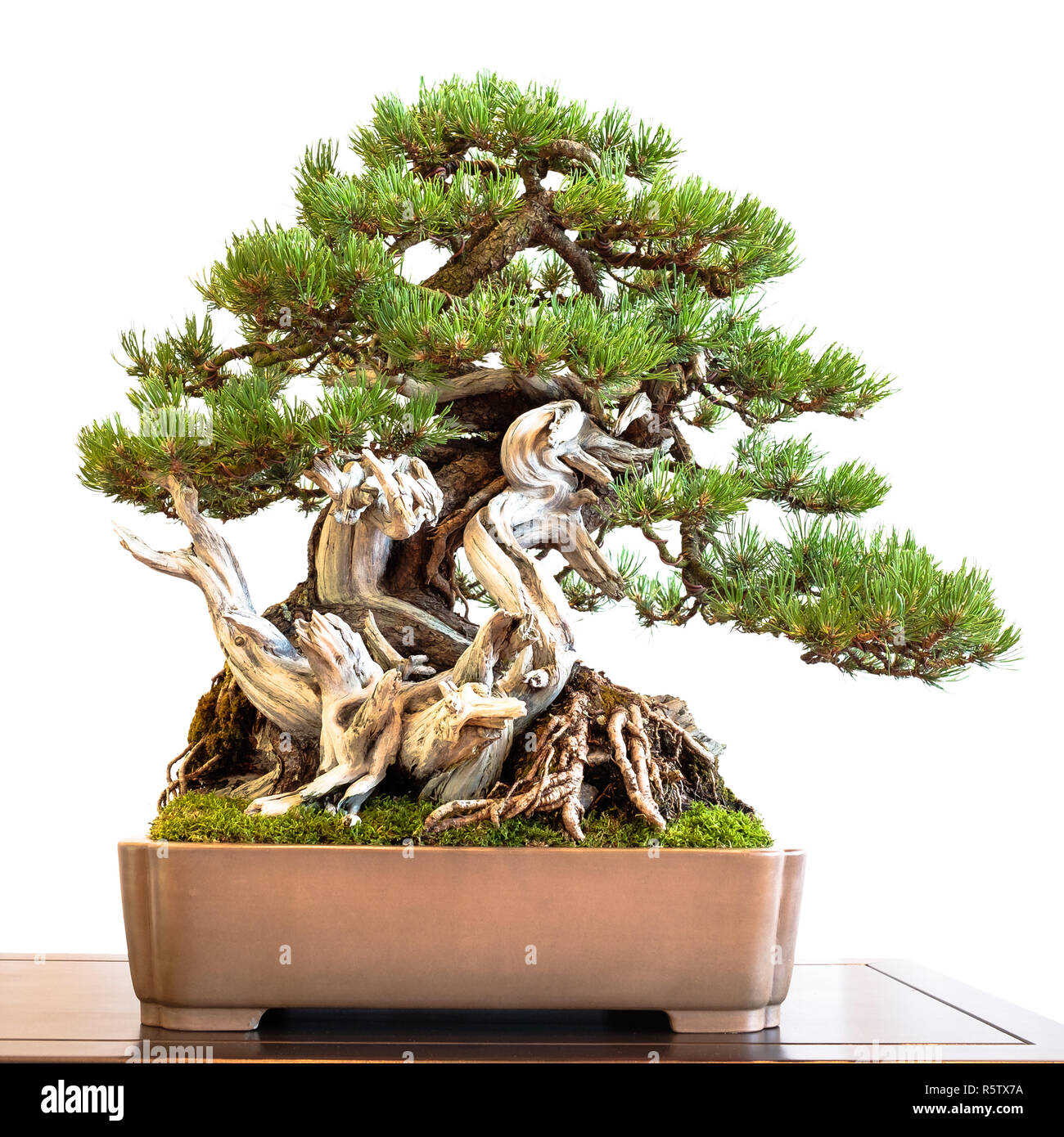old mountain pine (pinus mugo) with deadwood as a bonsai tree Stock Photo