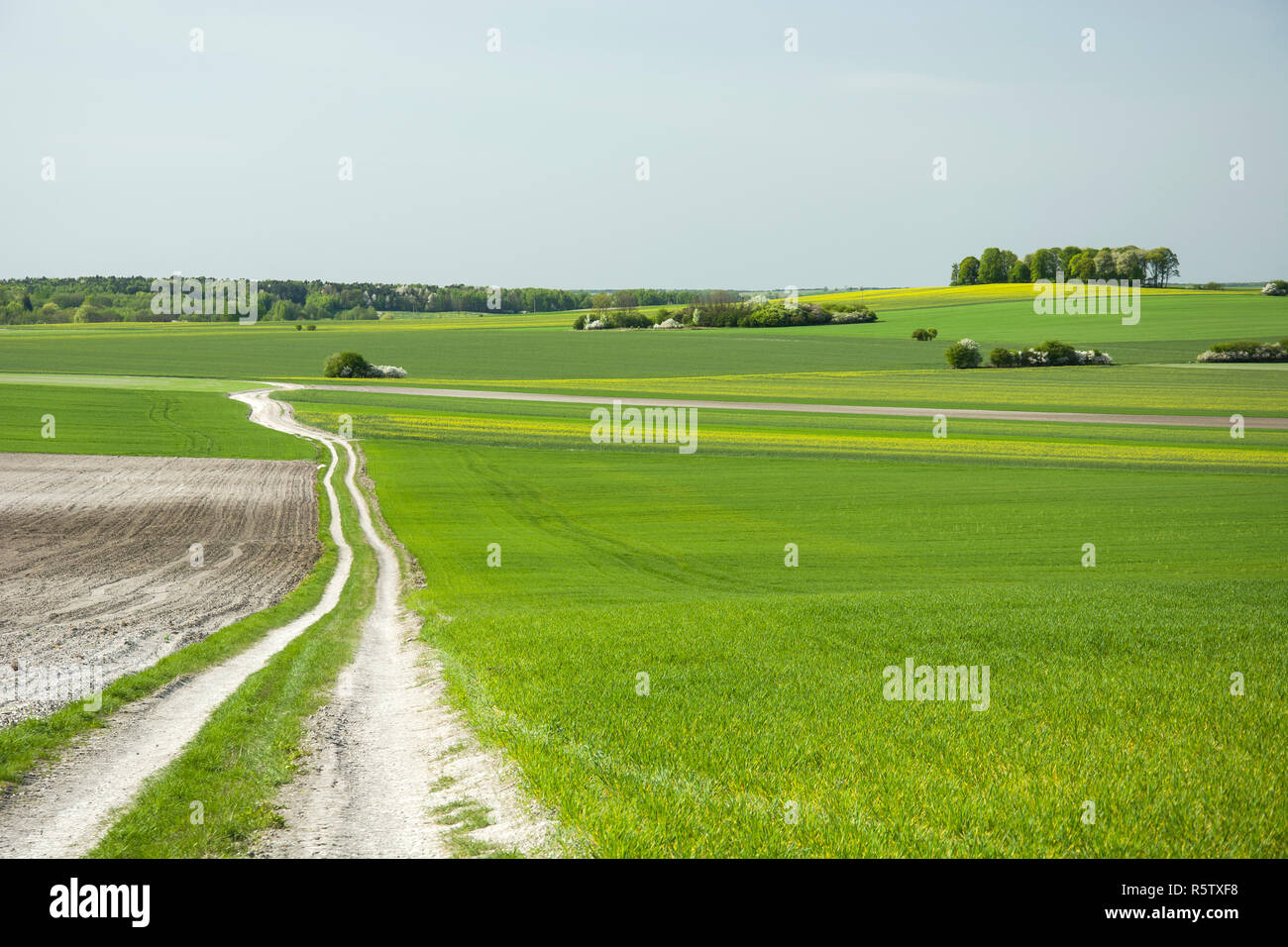 Long road through green-yellow fields, trees and groves, horizon and white clouds on the blue sky Stock Photo