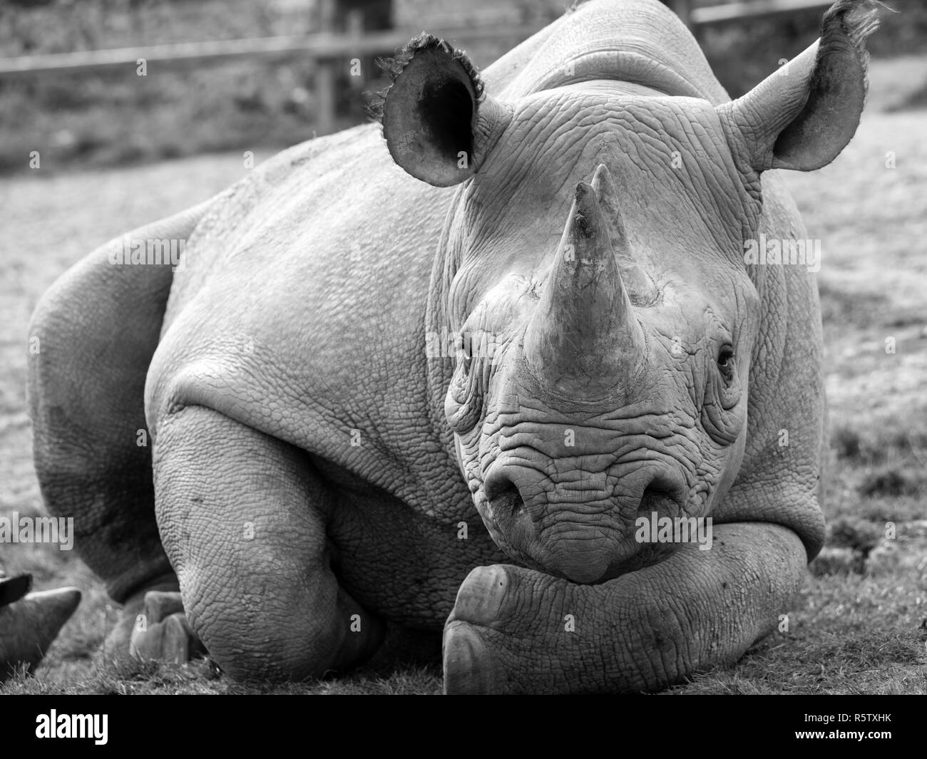 Close up of East African black rhinoceros looking straight to camera. Photographed in monochrome at Port Lympne Safari Park near Ashford Kent UK. Stock Photo