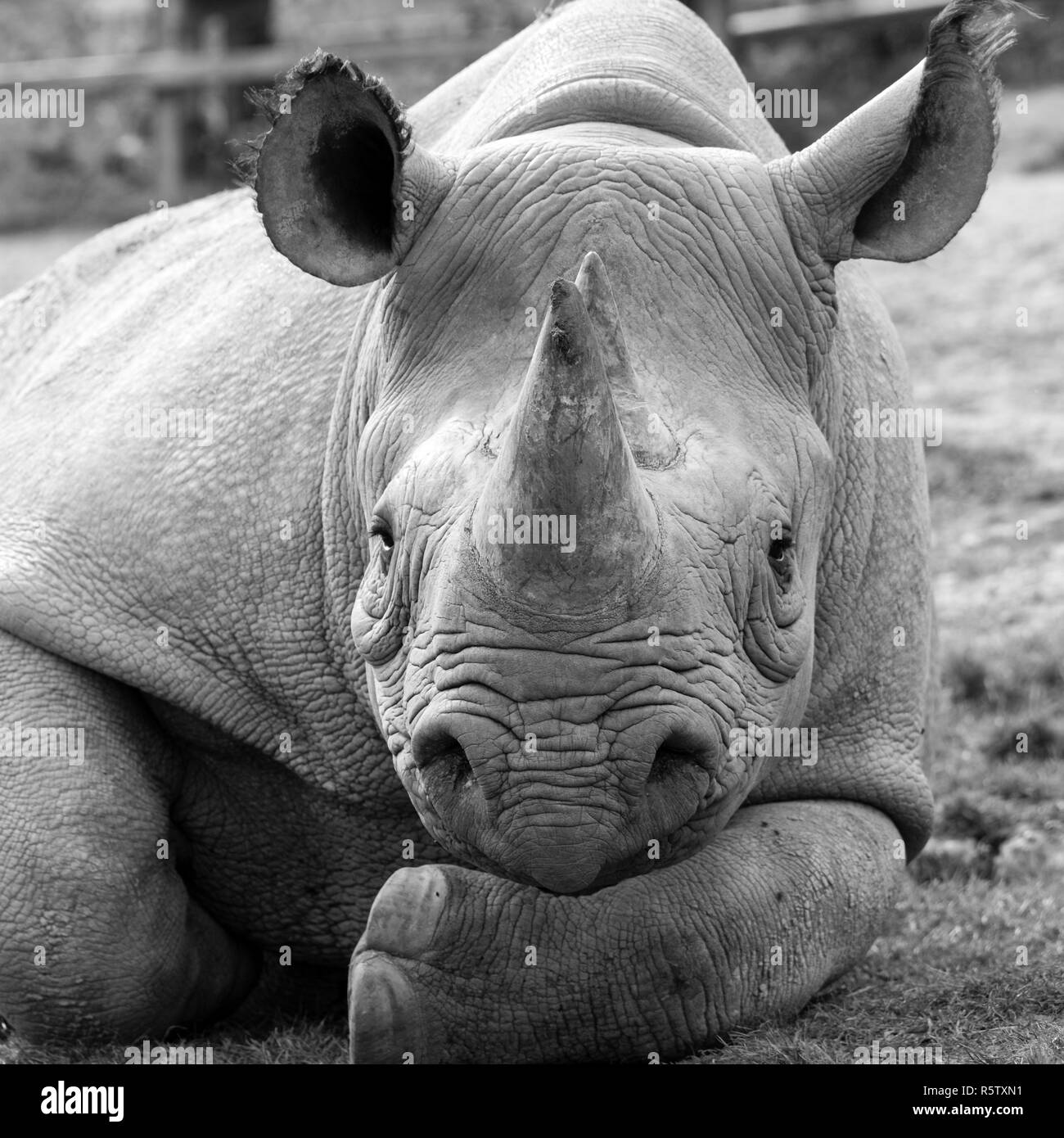 Close up of East African black rhinoceros looking straight to camera. Photographed in monochrome at Port Lympne Safari Park near Ashford Kent UK. Stock Photo