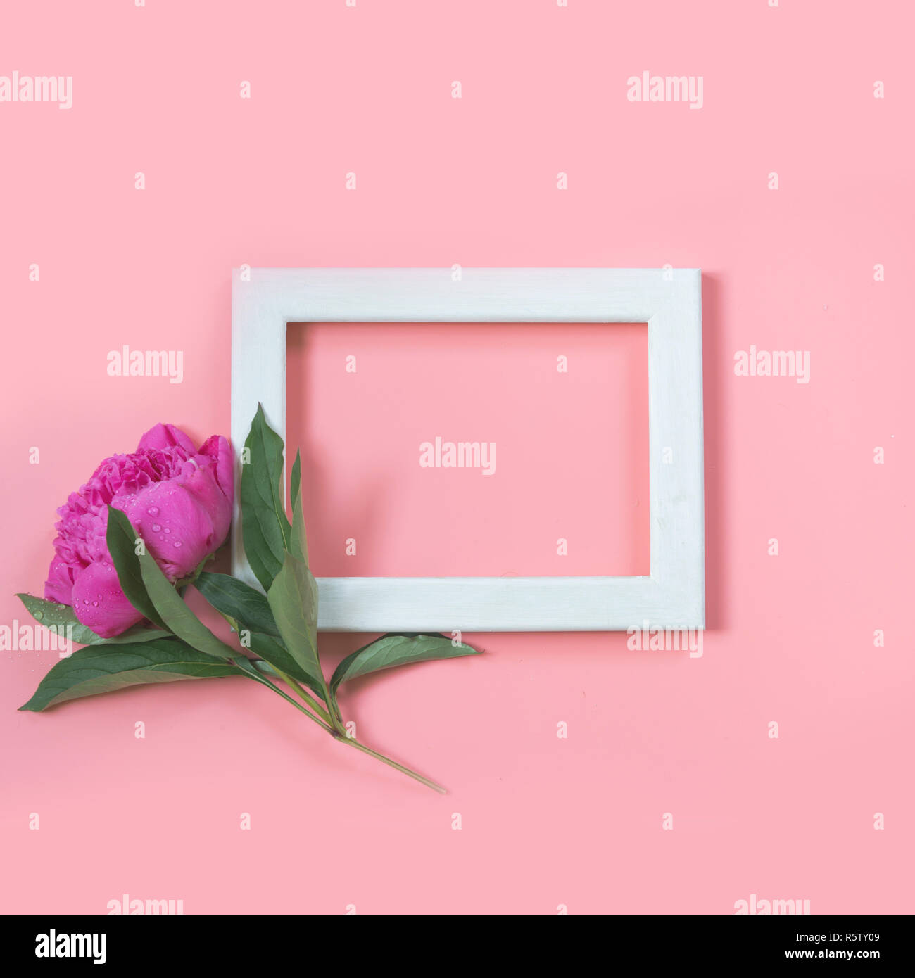 Beautiful pink peony flower and white frame for text on punchy pastel ...