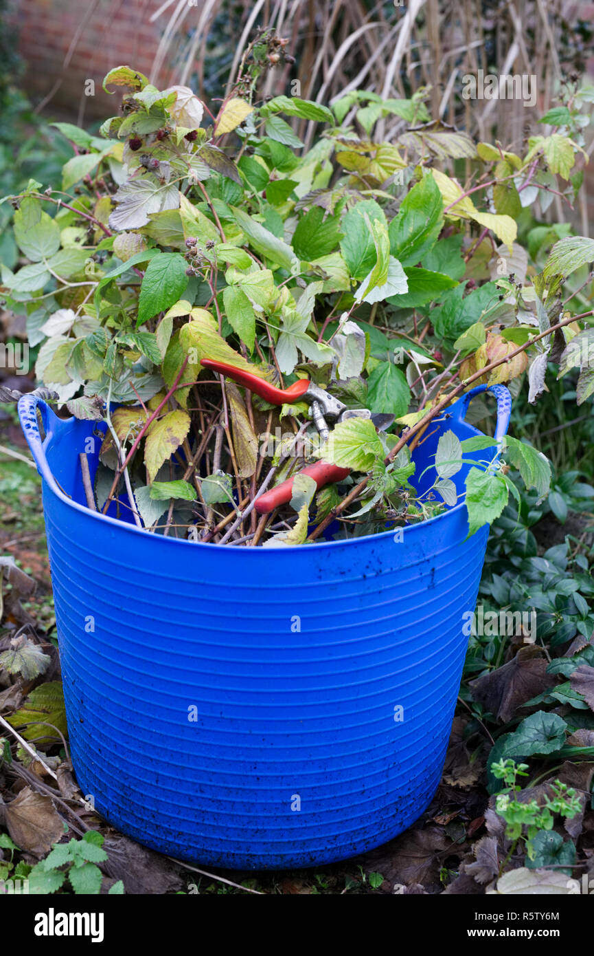 Cutting back Autumn fruiting raspberries. Stock Photo