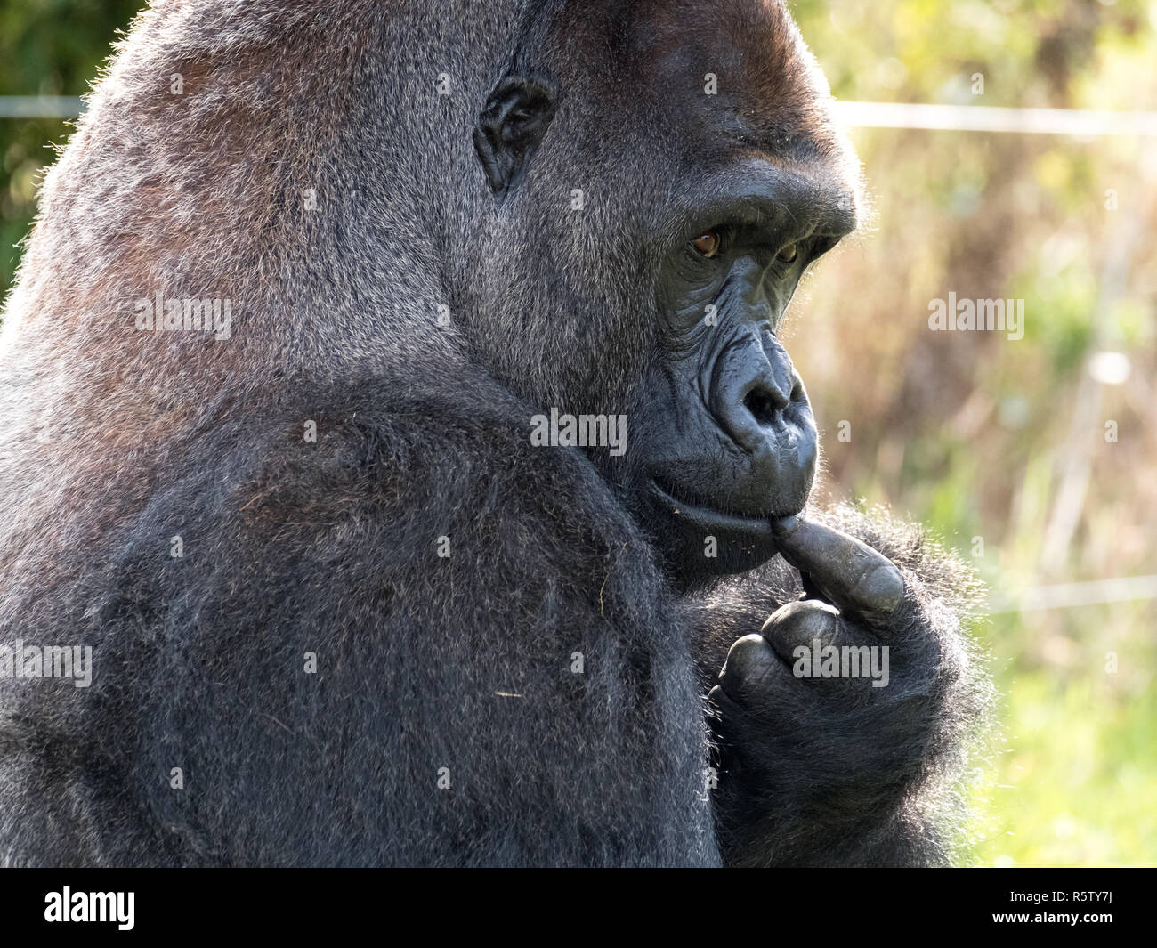 Gorilla Profile Stock Photos & Gorilla Profile Stock Images Alamy