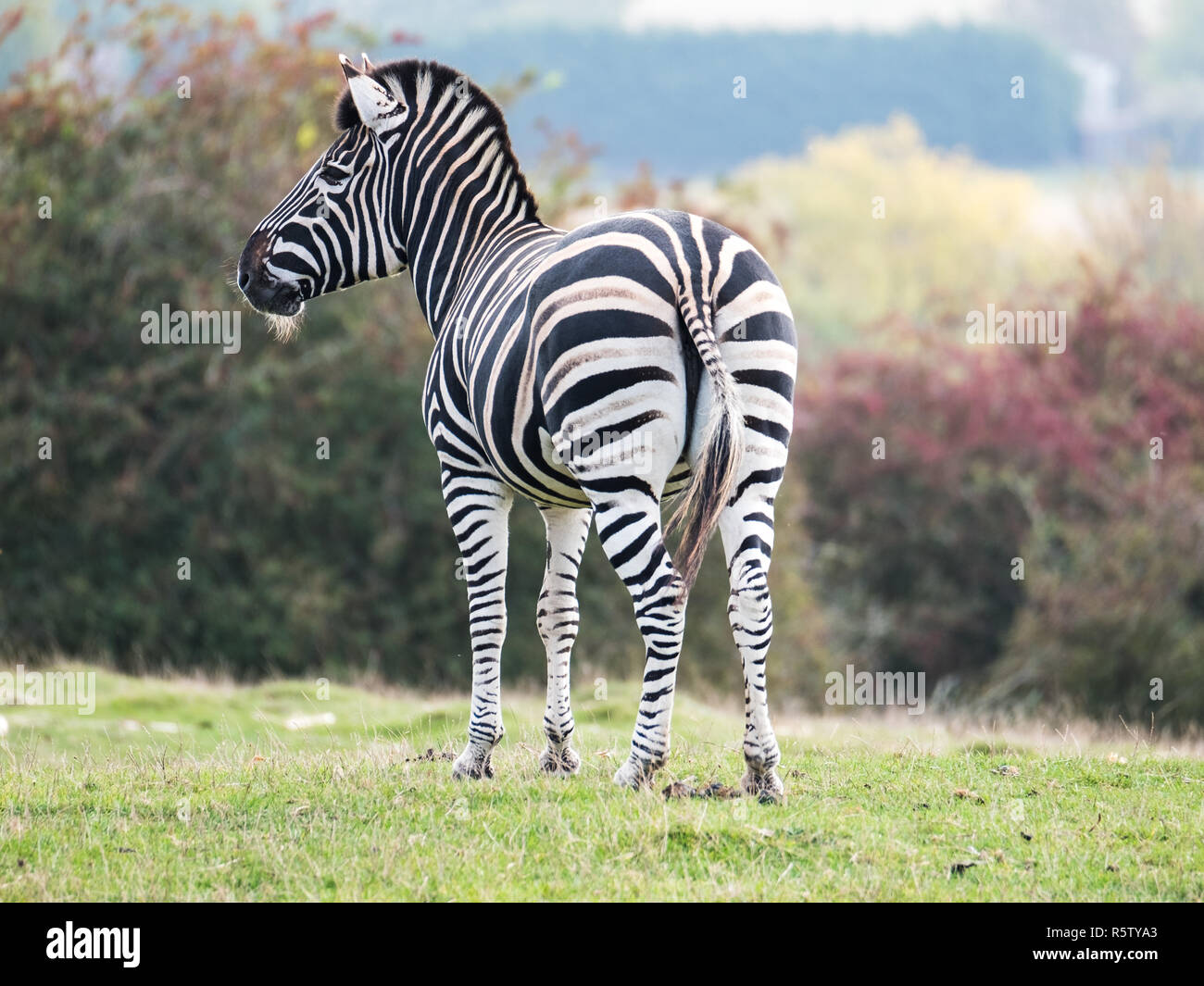 Zebra behind hires stock photography and images Alamy