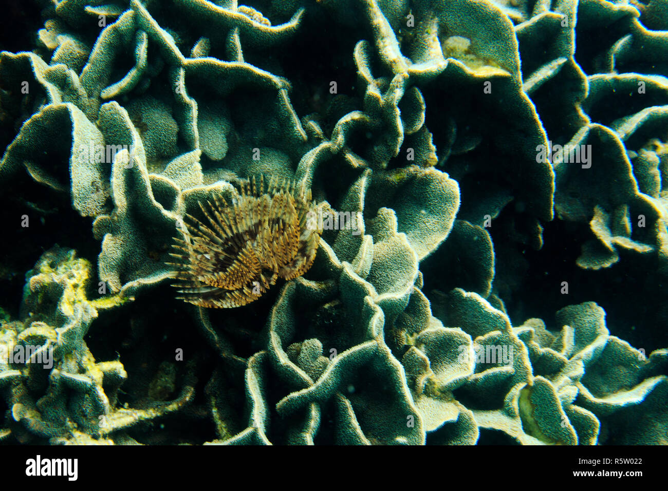 pavona cactus and seaworm Stock Photo