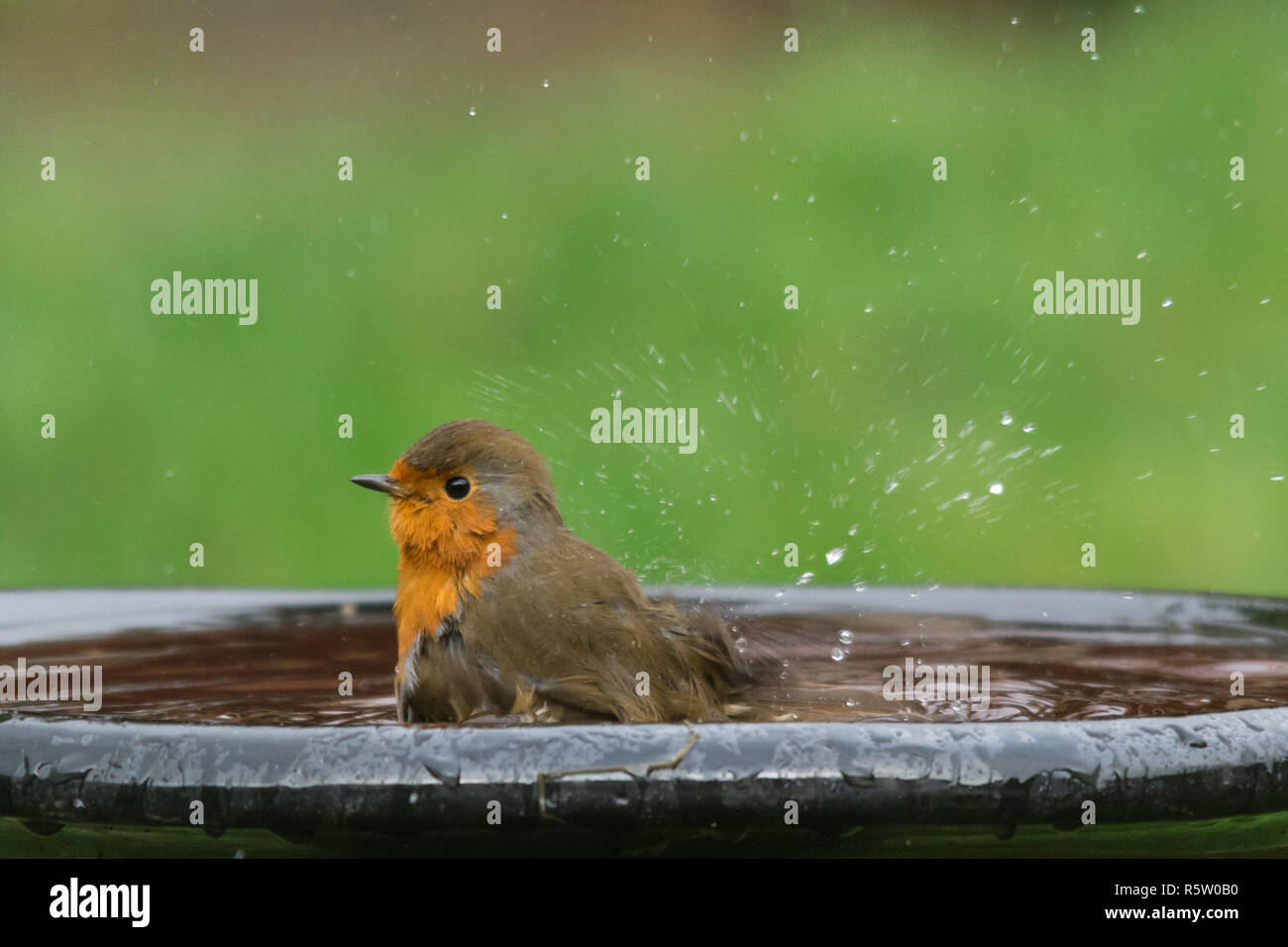 Robin (Erithacus rubecula), small bird having a bath, garden wildlife, animal humour, humor Stock Photo