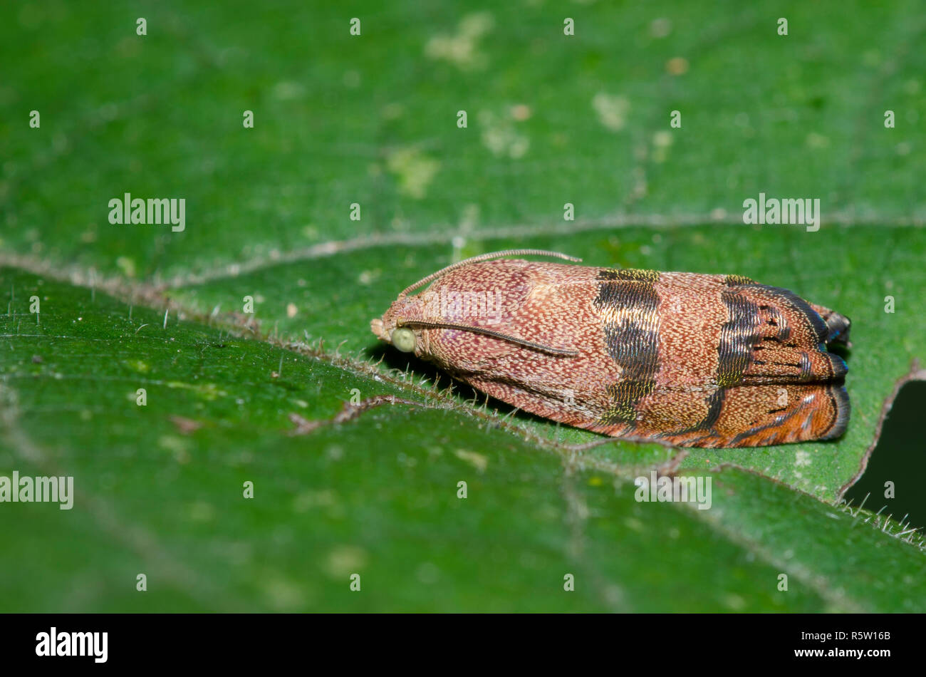 Filbertworm Moth, Cydia latiferreana Stock Photo