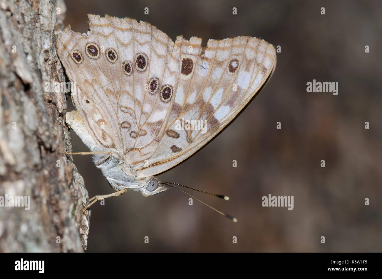 Hackberry Emperor, Asterocampa celtis, worn and tattered Stock Photo