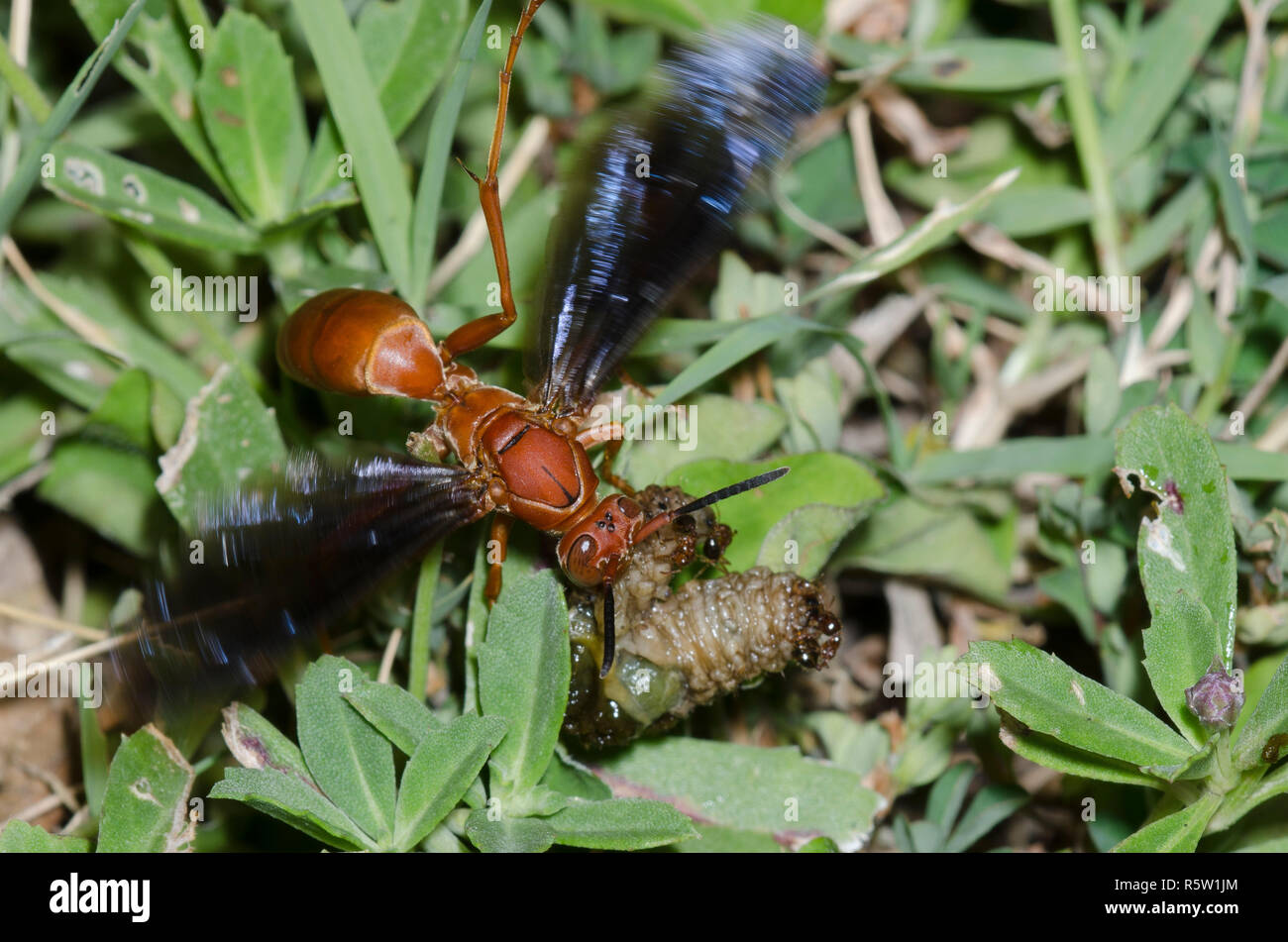 Paper Wasp, Polistes sp., pulping grub prey while Southern Fire Ants, Solenopsis xyloni, interfere Stock Photo