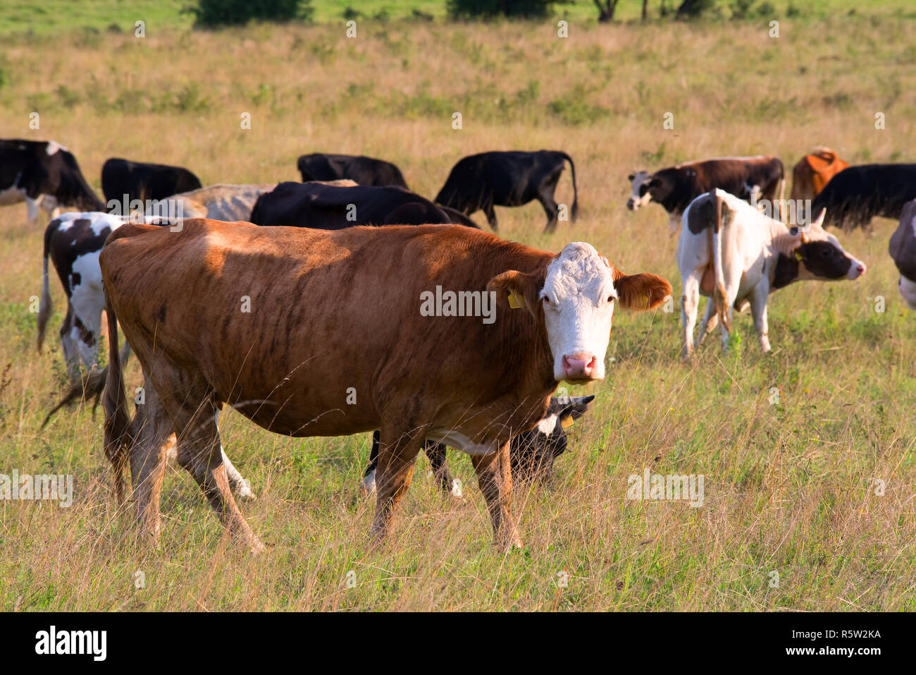 Herd of cows on a summer pasture in the Bulgaria Stock Photo