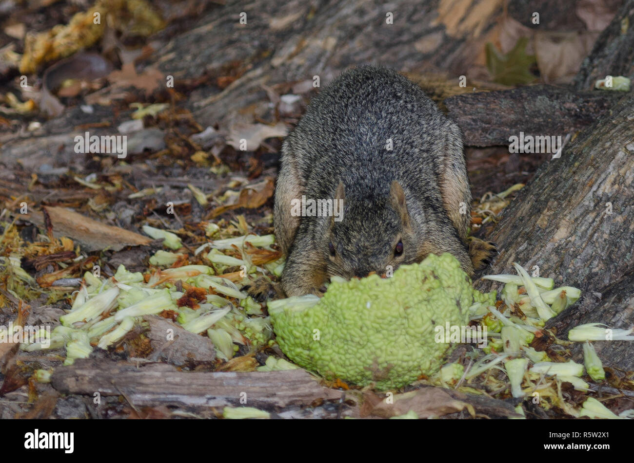Eastern Gray Squirrel, Sciurus carolinensis, feeding on Osage orange, Maclura pomifera, seeds extracted from the fruit Stock Photo