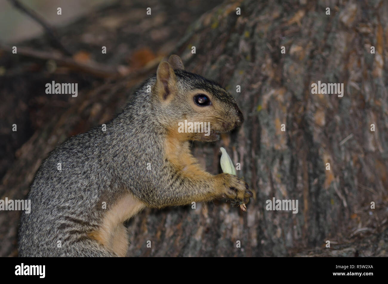 Eastern Gray Squirrel, Sciurus carolinensis, feeding on Osage orange, Maclura pomifera, seeds extracted from the fruit Stock Photo