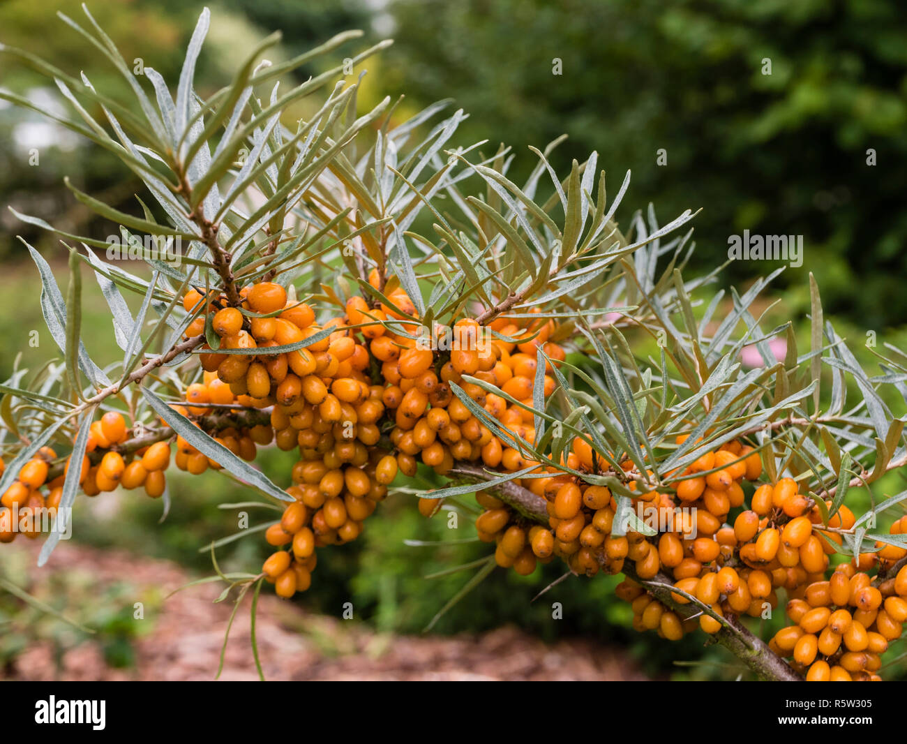 sea buckthorn with fruits Stock Photo