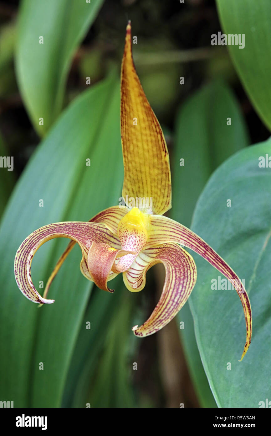 blooming orchid bulbophyllum lobbii Stock Photo
