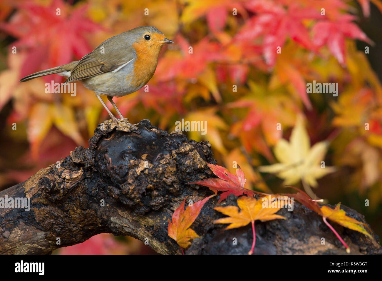 Robin, European Robin, Erithacus rubecula, standing on an old log with autumn leaves of Acer palmatum, Japanese maple, red and gold, Sussex, UK, Nov. Stock Photo