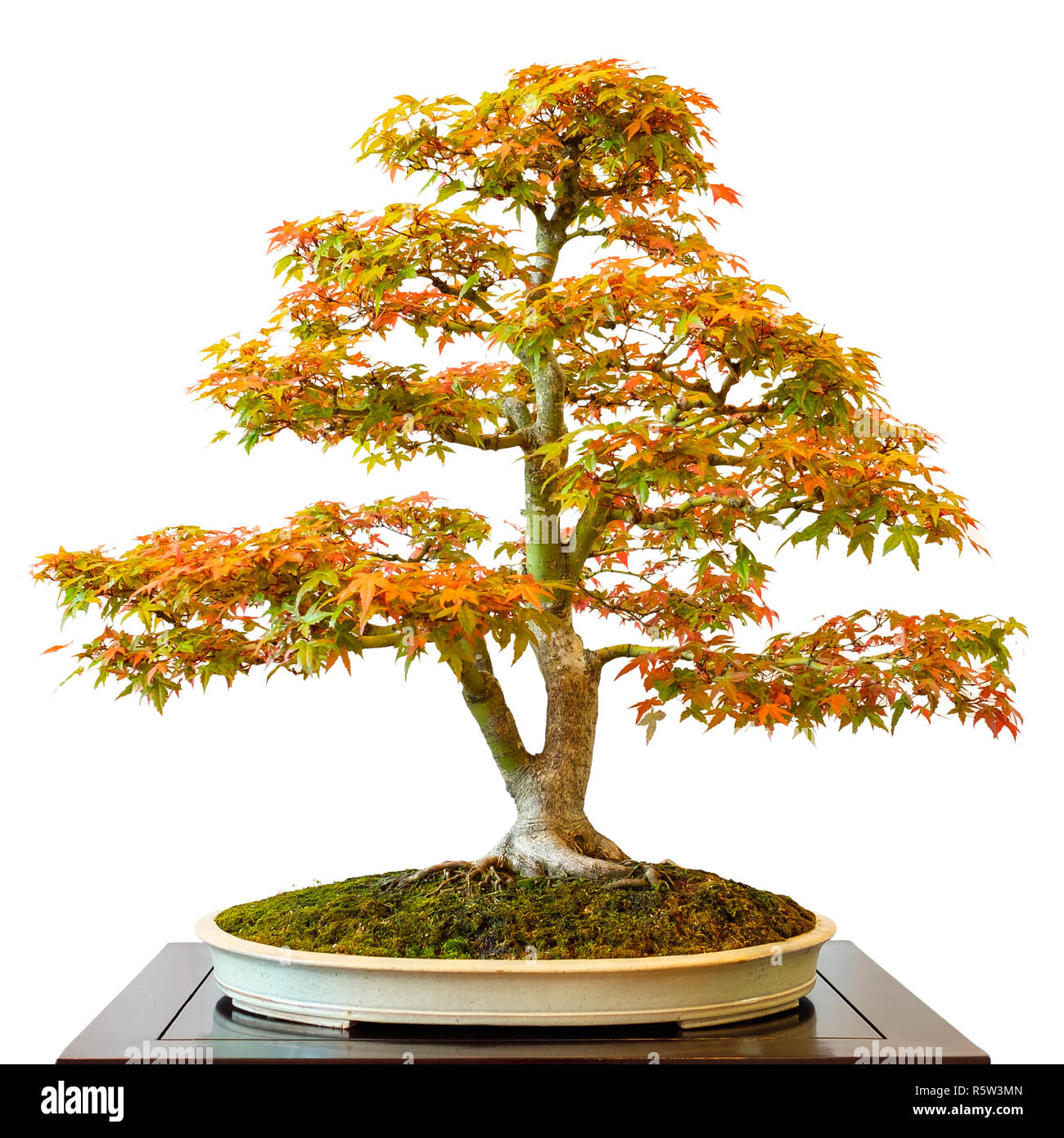 maple tree (acer palmatum) as a bonsai tree Stock Photo - Alamy