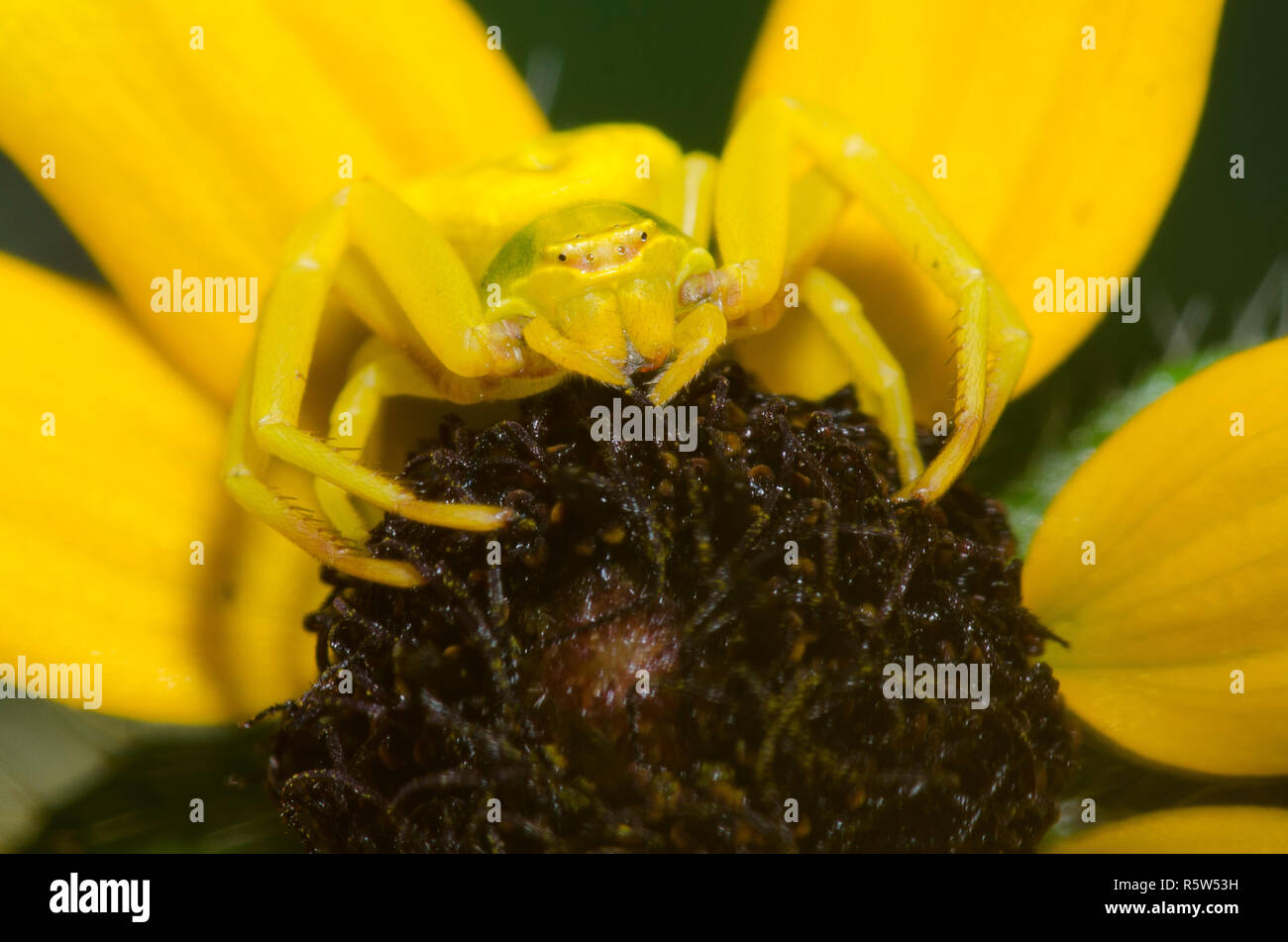 White-banded Crab Spider, Misumenoides formosipes, lurking on black-eyed Susan, Rudbeckia hirta Stock Photo