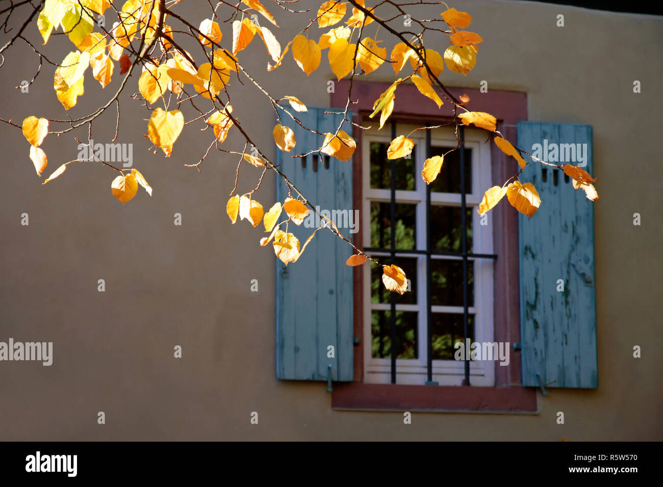 autumn leaves in front of old window Stock Photo
