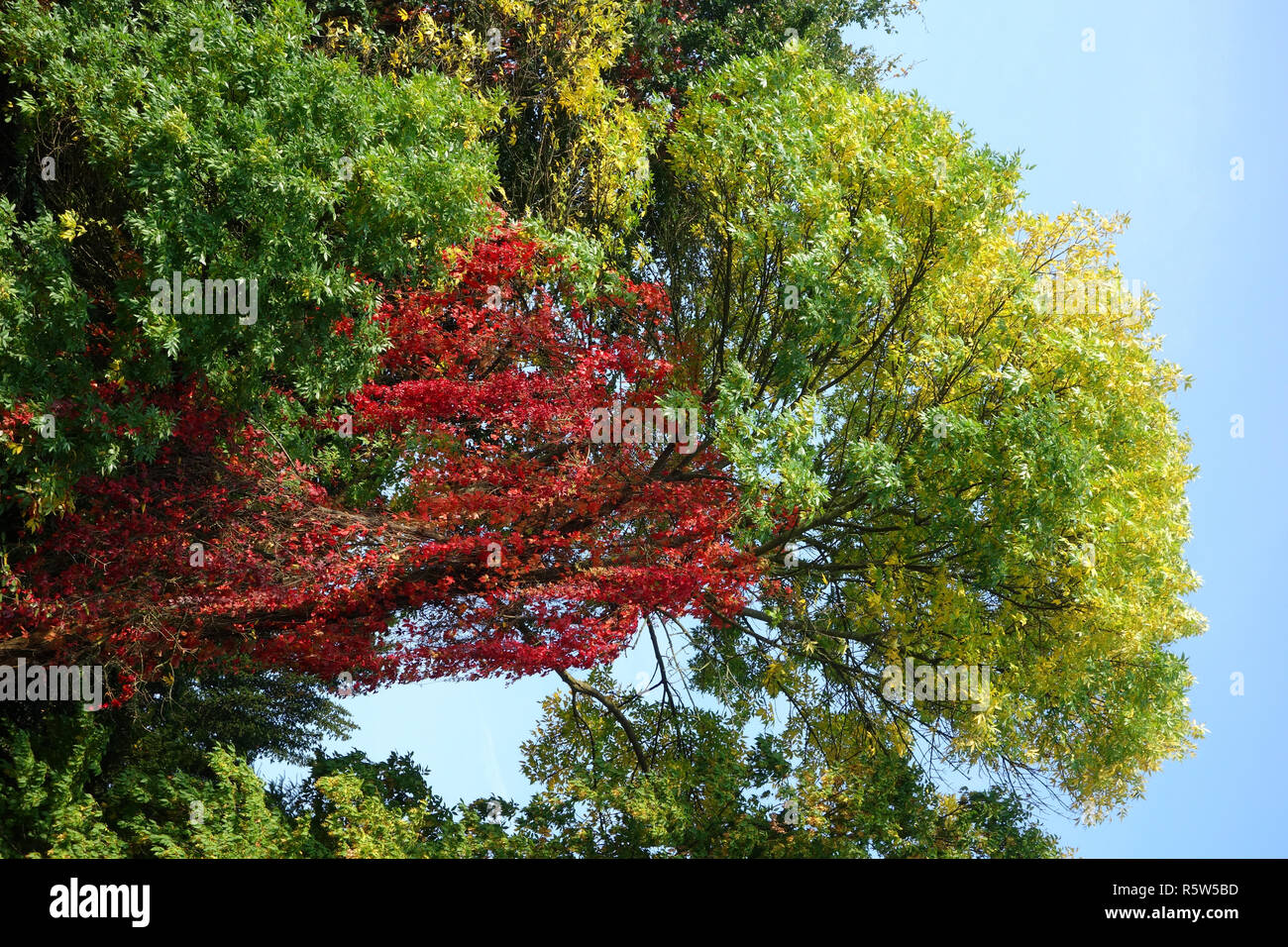 wild wine in autumn Stock Photo