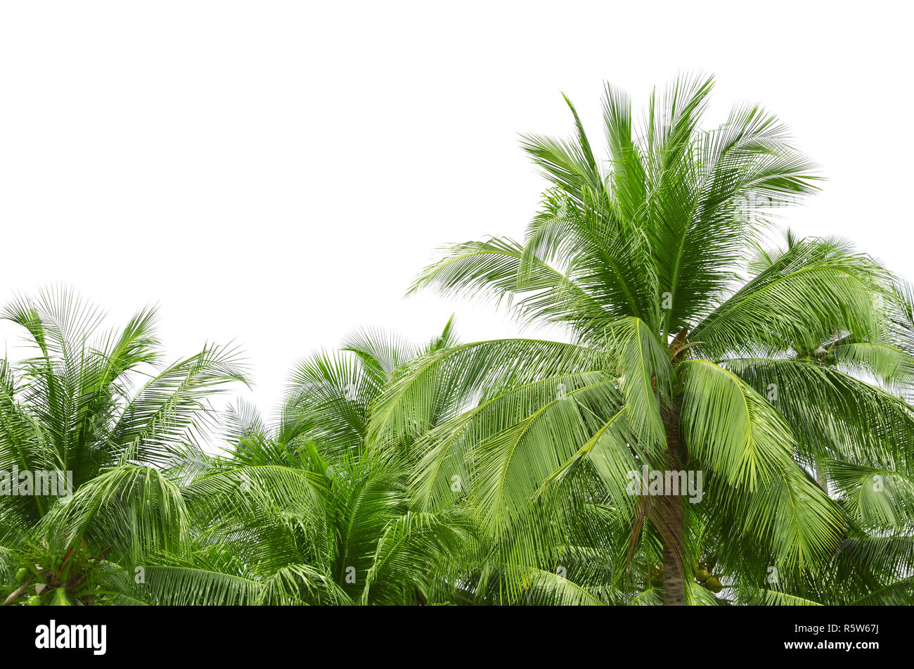Coconut palm tree isolated on white background Stock Photo - Alamy