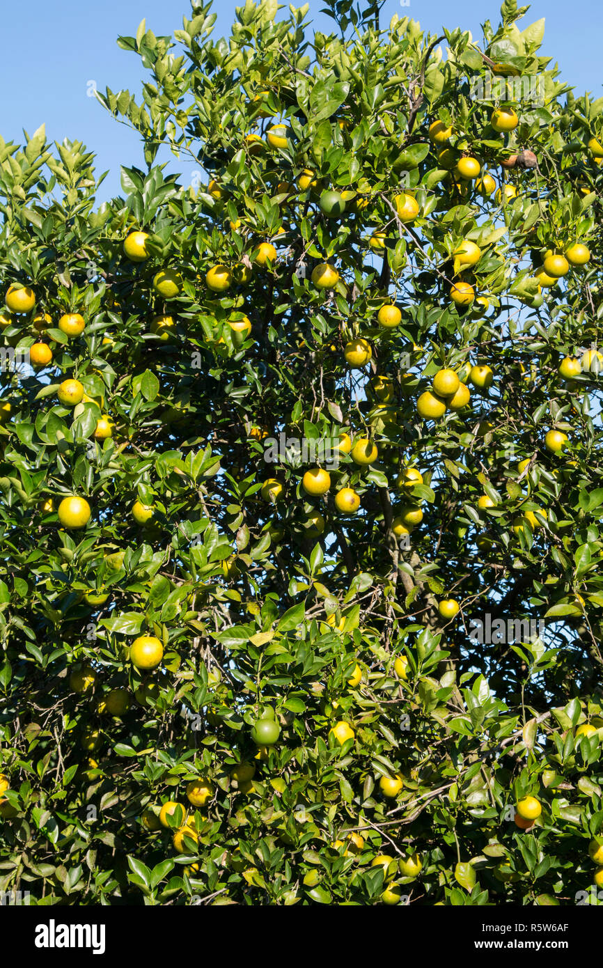 Florida orange grove hi-res stock photography and images - Alamy