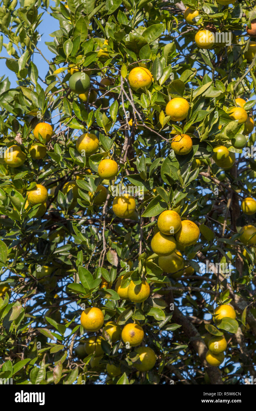 Orange grove in Florida Stock Photo Alamy