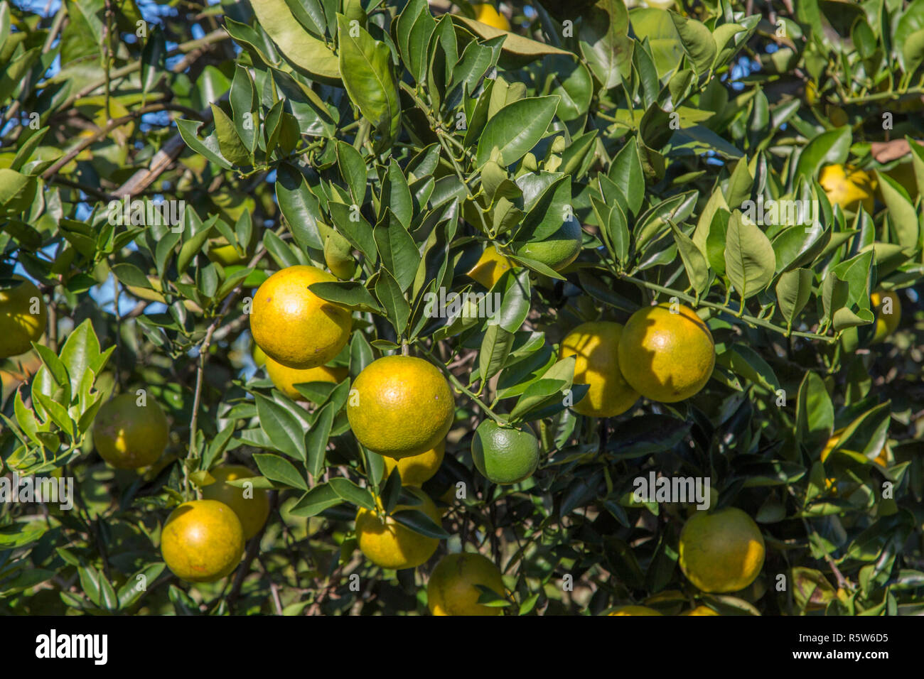 Florida orange grove hires stock photography and images Alamy