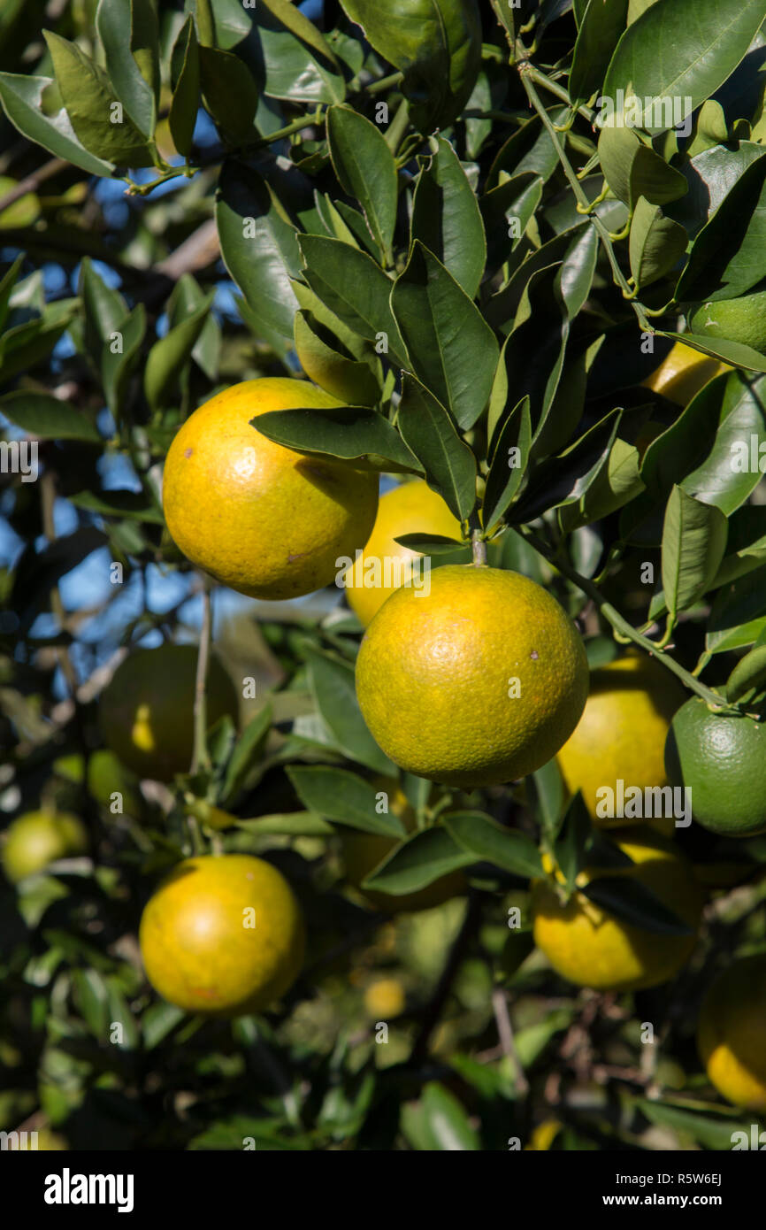 Orange grove in Florida Stock Photo Alamy