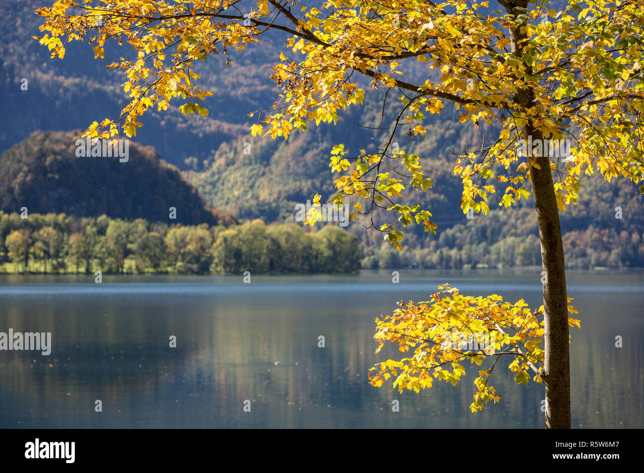 tree with autumn coloration on the kochelsee in bavaria Stock Photo