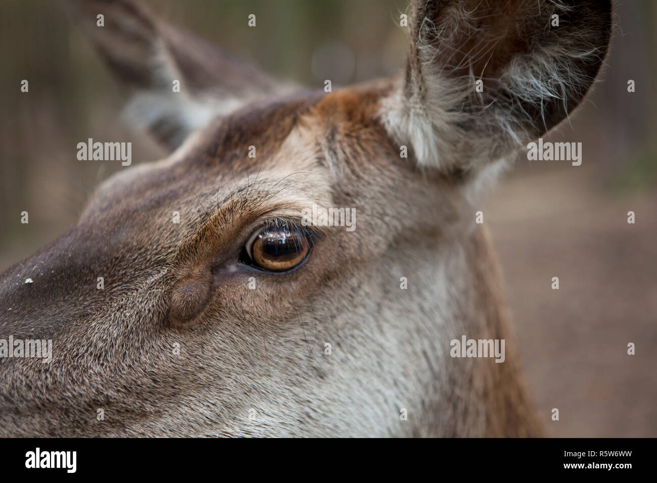Deer organ hires stock photography and images Alamy