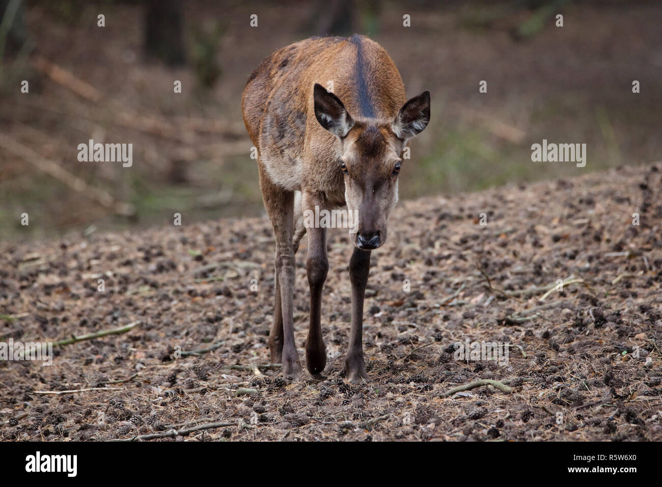 red deer doe Stock Photo