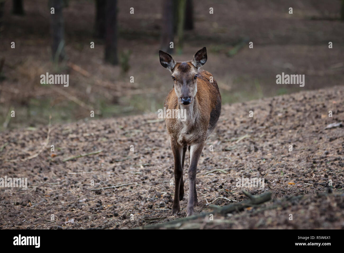 Deer organ hires stock photography and images Alamy