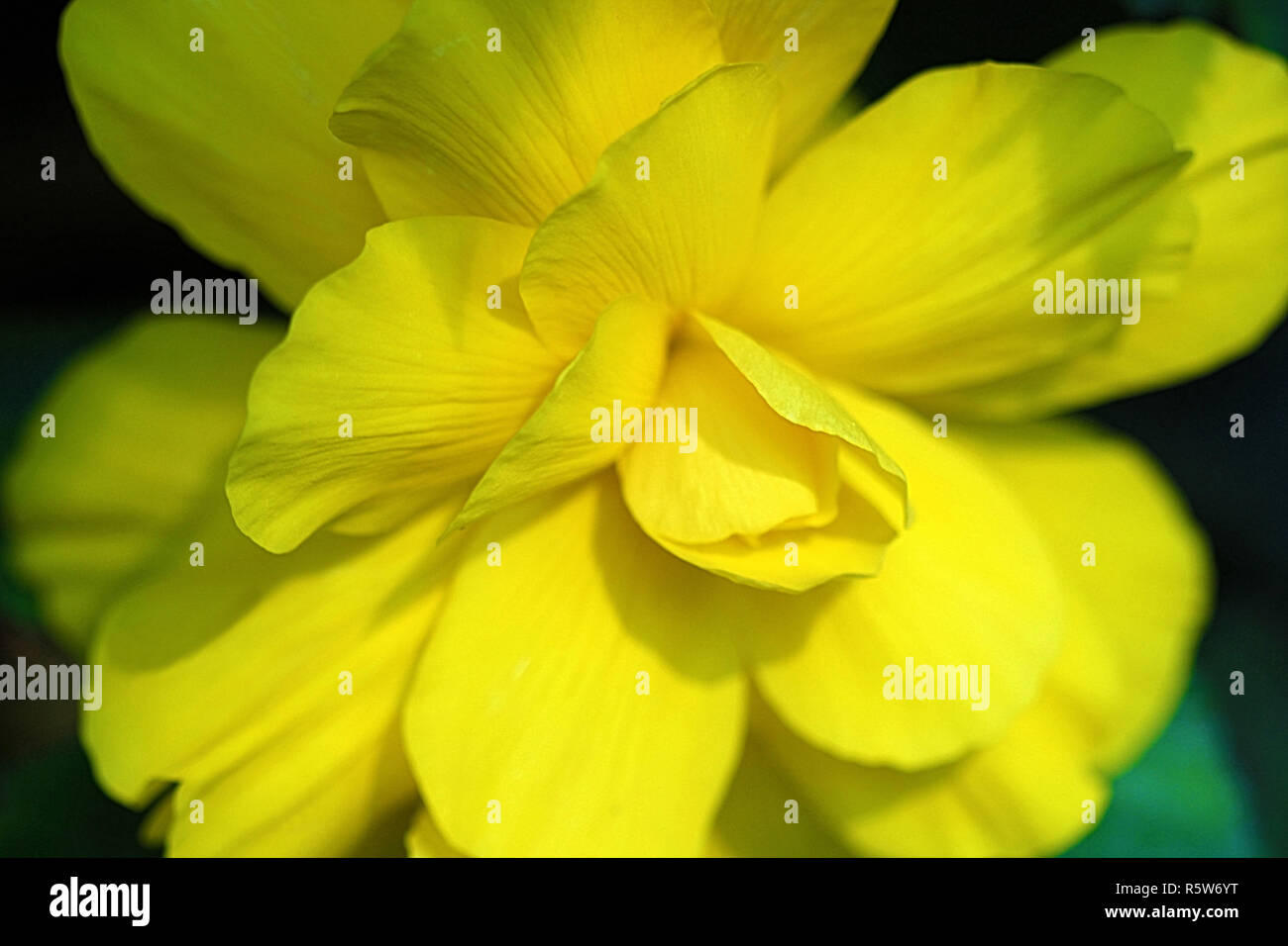 Yellow Begonia Stock Photo