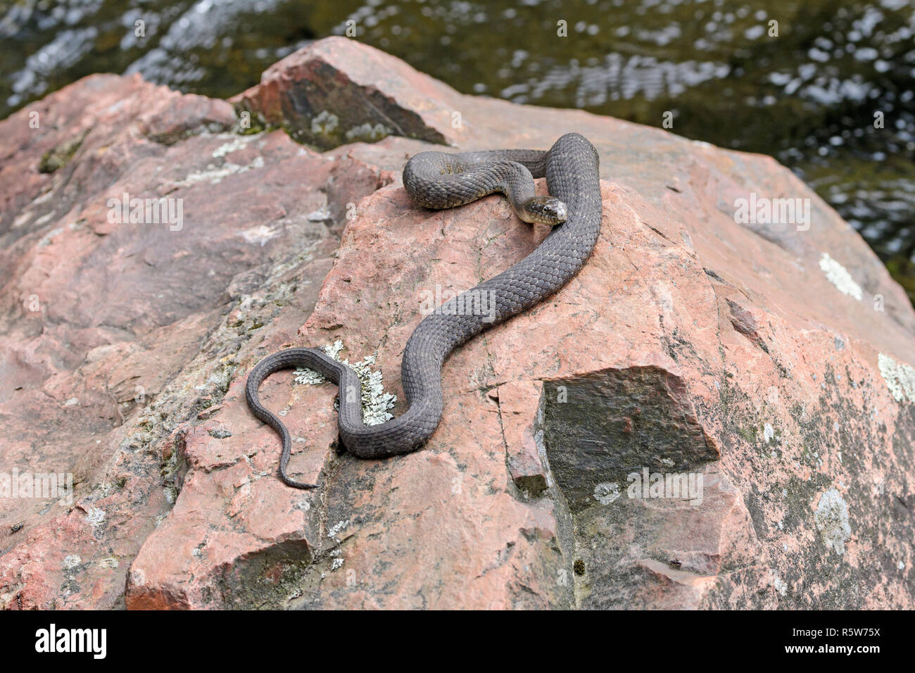 Northern Water Snake Basking on a Lakeshore Rock Stock Photo Alamy