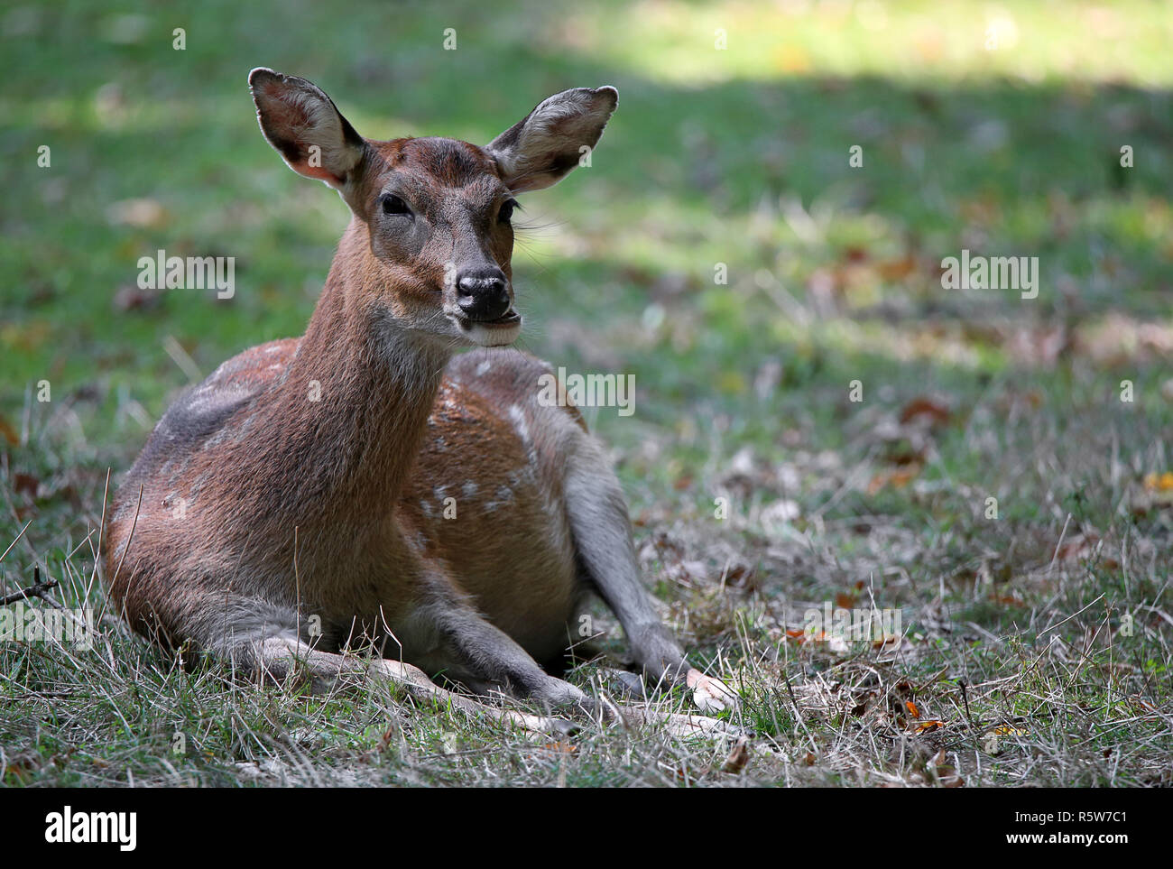 resting vietnam sika deer cervus nippon pseudaxis Stock Photo