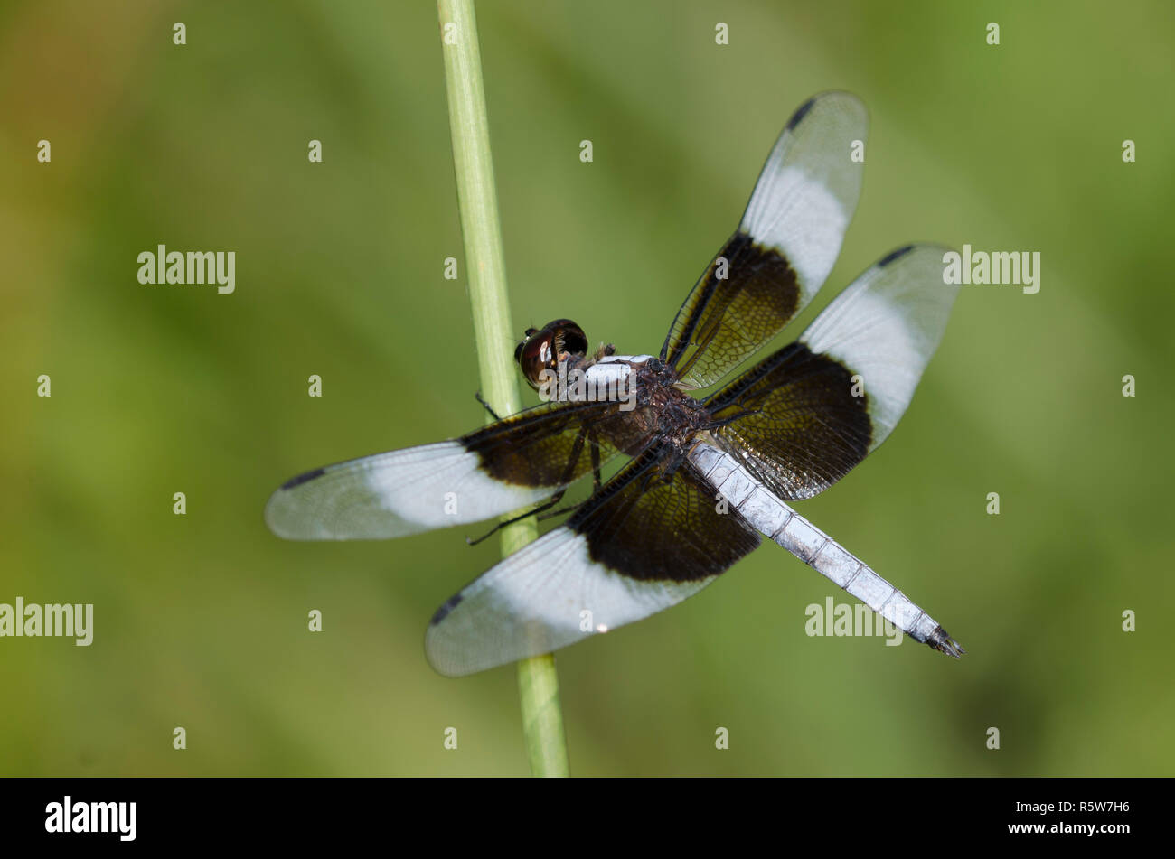 Widow Skimmer, Libellula luctuosa, male Stock Photo - Alamy