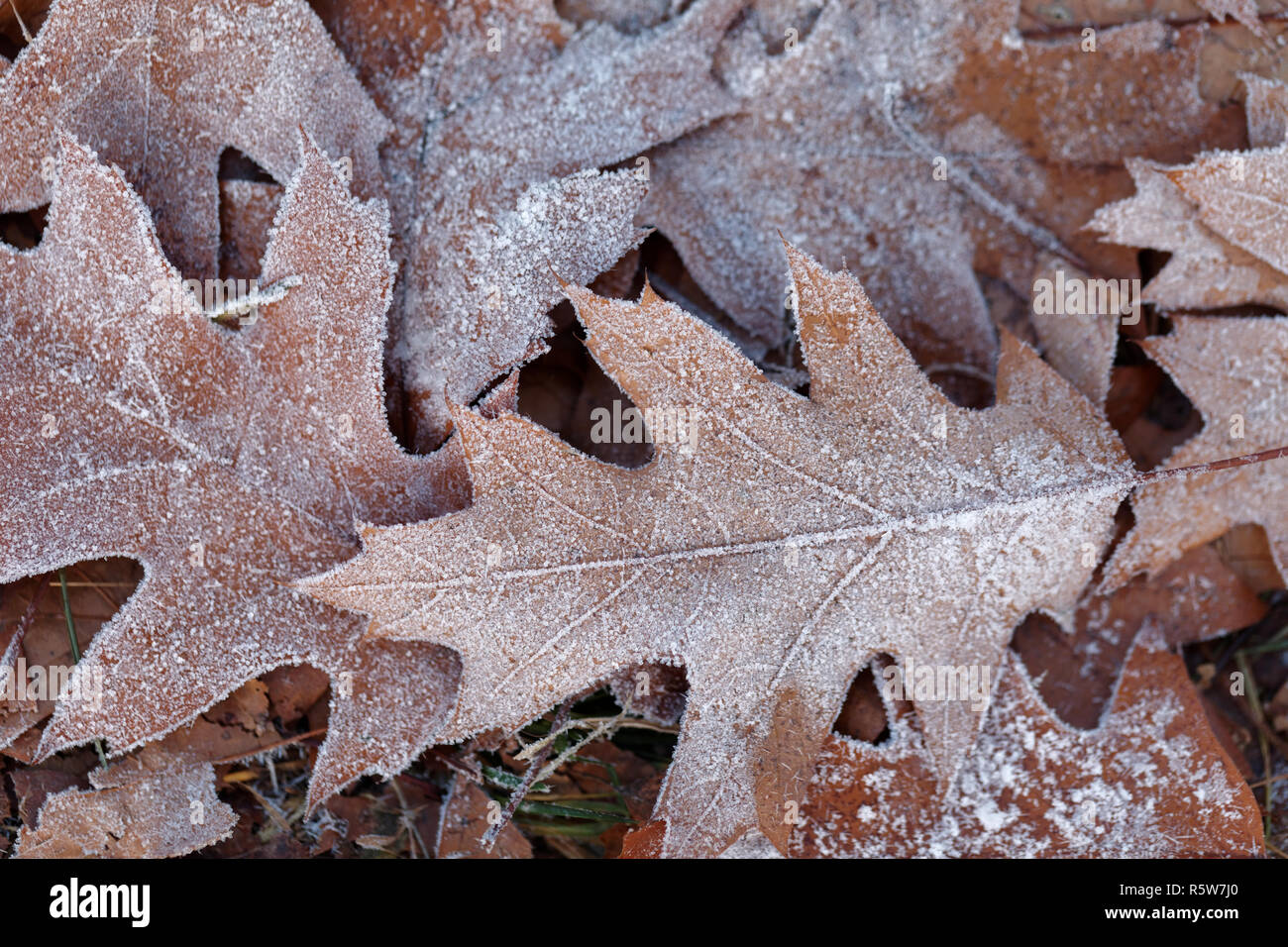 Full frame frosty yellow leaves background Stock Photo