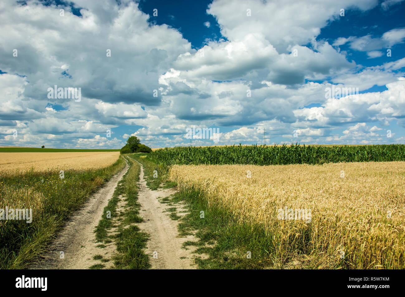 Road between wheat and corn fields, horizon and white clouds on blue sky Stock Photo