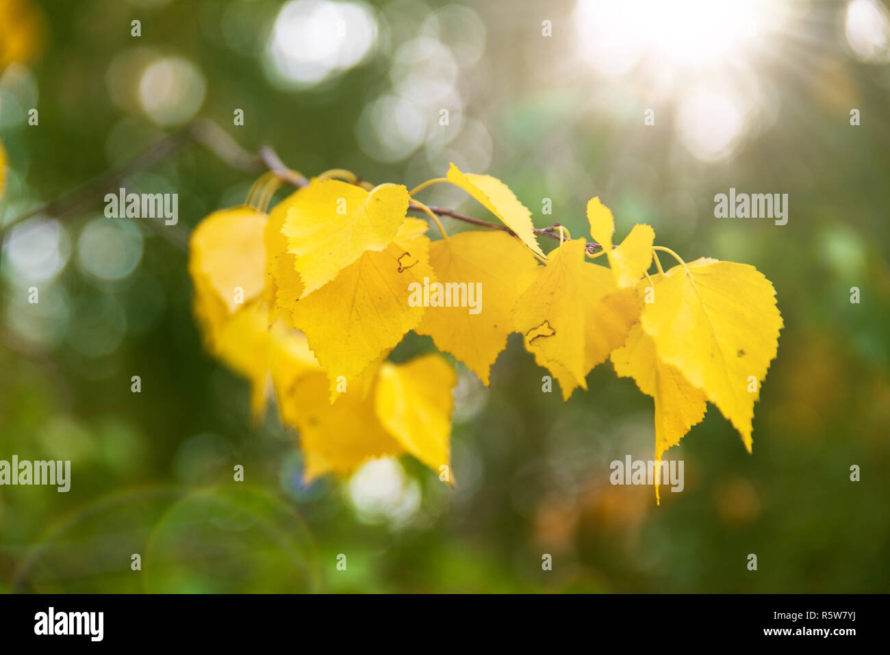 branch of a birch tree with yellow leaves Stock Photo - Alamy
