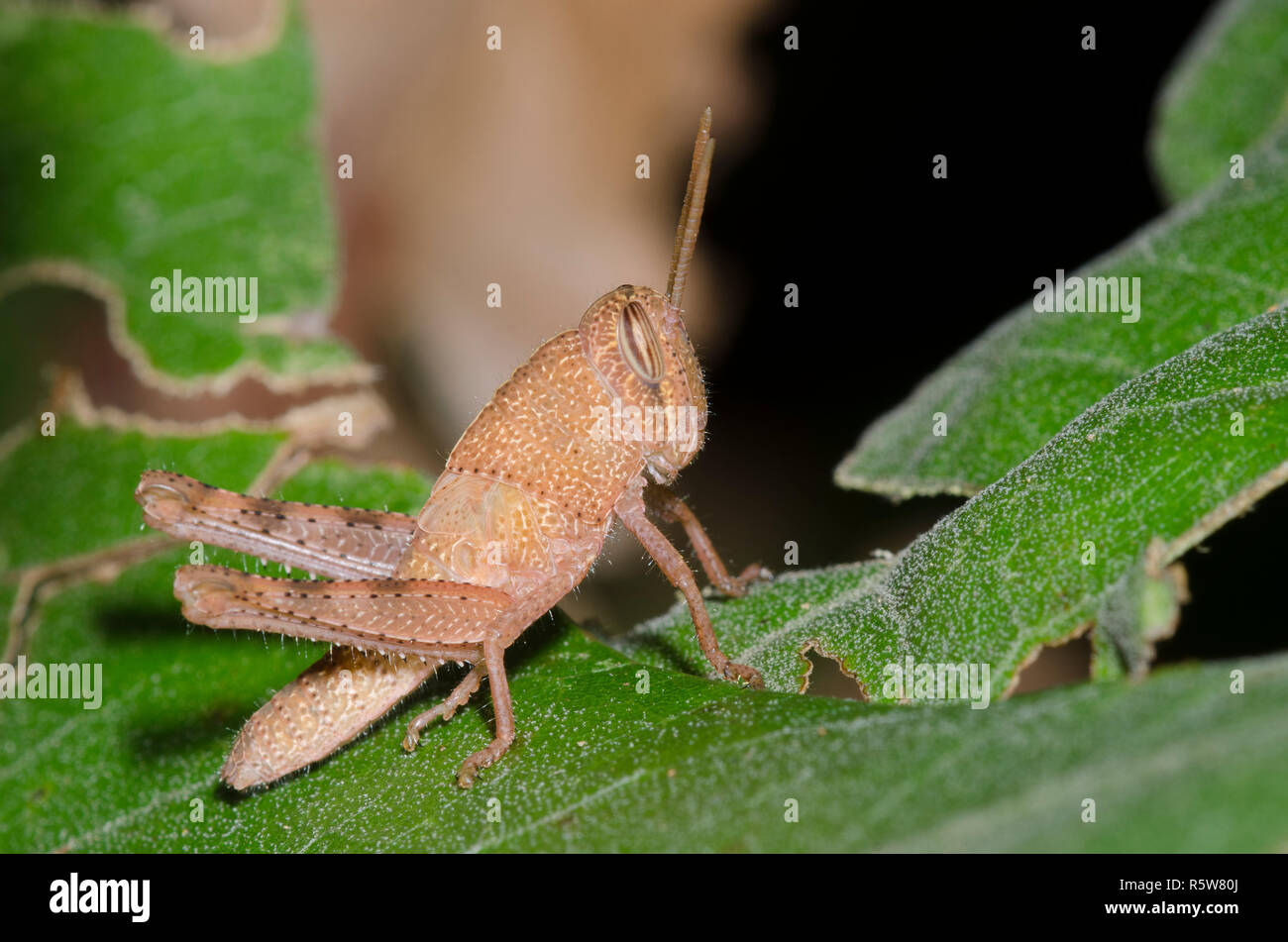 Bird Grasshopper, Schistocerca sp., nymph Stock Photo