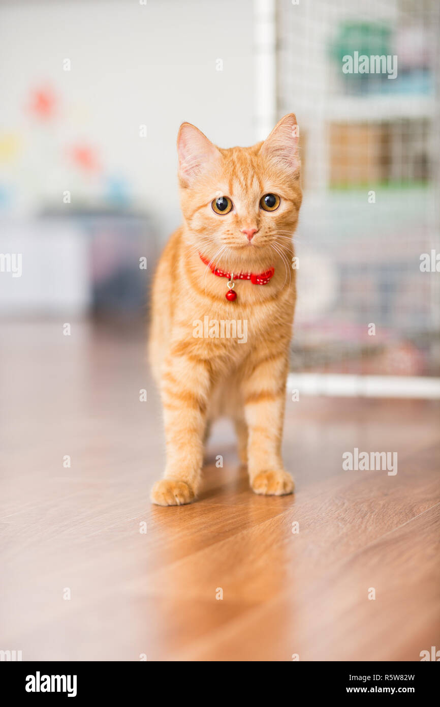 orange red cat